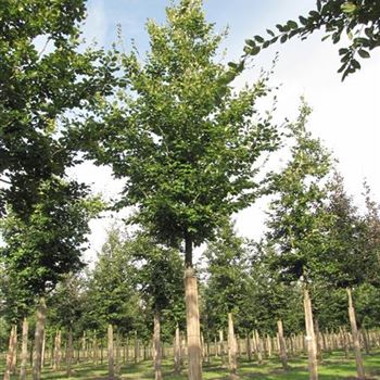 FSY_Sol_baum_5xv_200-300x40-45x500-700_G-359_01_10_13_jh_38409.jpg