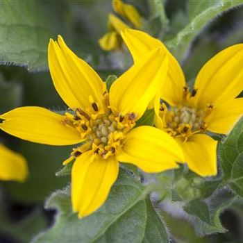 Chrysogonum virginianum