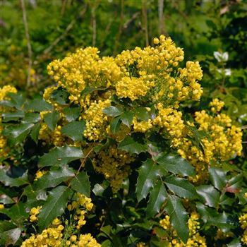 Mahonia_aquifolium_2006_0756.jpg