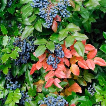 Mahonia_aquifolium_2007_2360_q.jpg