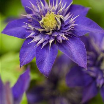 Clematis 'The President'®