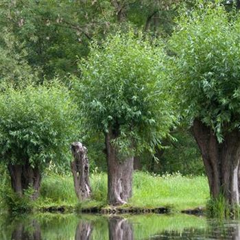 Salix_alba_2009_4841.jpg