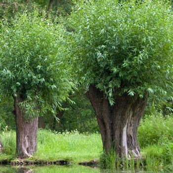 Salix_alba_2009-4841.jpg