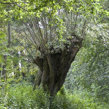 Salix_alba_2009_4834_q.jpg