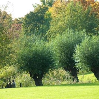 Salix_alba_2008_8604.jpg