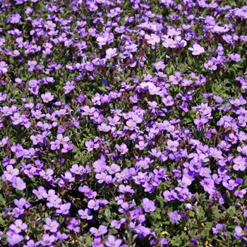 Aubrieta_Tauricola_HRM_Q2.jpg