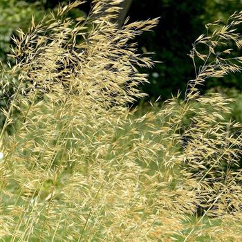 Stipa_gigantea_HRM_Q1.jpg