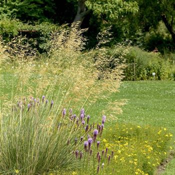 Stipa_gigantea_HRM_Q3.jpg