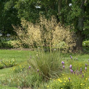 Stipa_gigantea_HRM_Q2.jpg