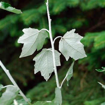 Populus_alba_Nivea_HRM_1768.jpg