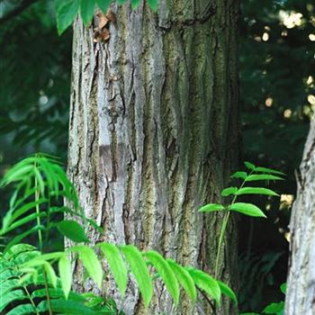 Pterocarya_fraxinifolia_HRM_1495.jpg