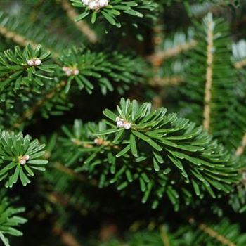 Abies_koreana_GR_R1.jpg