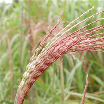 Miscanthus_sinensis_Malepartus_GR_R2.jpg