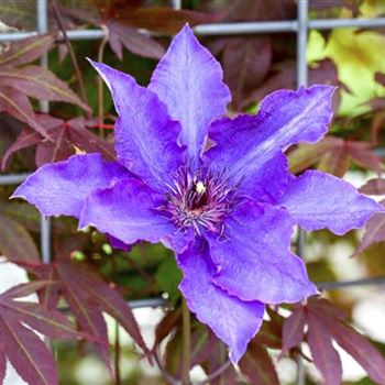 Clematis 'The President'®