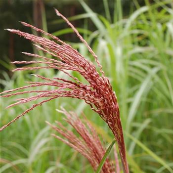 Miscanthus_sinensis_Malepartus_GR_Q1.jpg