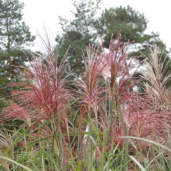 Miscanthus_sinensis_Malepartus_GR_R3.jpg