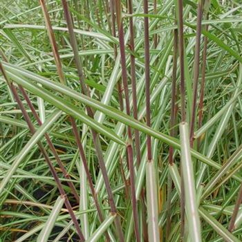 Miscanthus_sinensis_Malepartus_GR_R4.jpg