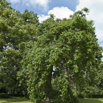 Fraxinus_excelsior_Pendula_2007_1569.jpg