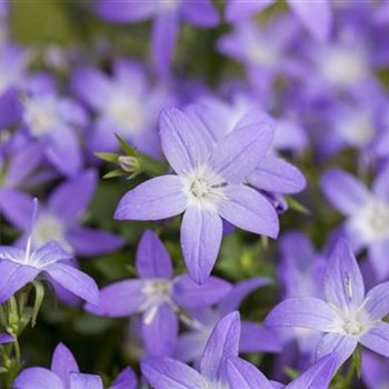 Campanula garganica