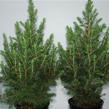 Picea_glauca_Conica_GR_R1.jpg