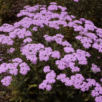 Achillea_millefolium_Lilac_Beauty_HRM_Q1.jpg