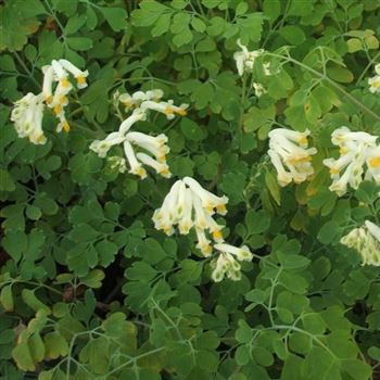 Corydalis_ochroleuca_WI_Q2.jpg