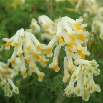 Corydalis_ochroleuca_WI_Q1.jpg