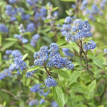 Ceanothus_delilianus_Gloire_de_Versailles_2007_1271_x.jpg