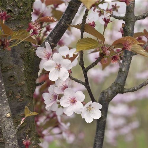 Prunus hillieri 'Spire'