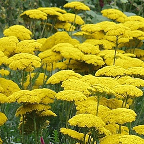 Achillea filipendulina 'Parker'