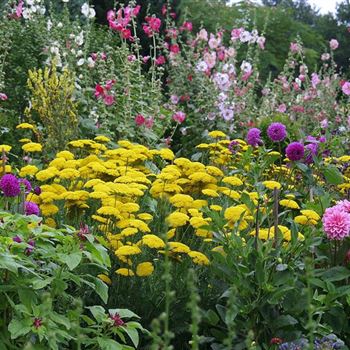 Achillea_filipendulina_Parker_HRM_Q2.jpg