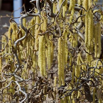 Corylus_avellana_Contorta_2006_0377.jpg