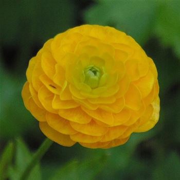 Ranunculus_acris_Multiplex_WI_Q2.jpg