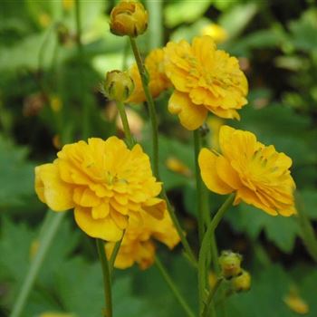 Ranunculus_acris_Multiplex_WI_Q3.jpg