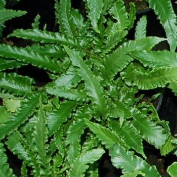 Asplenium_scolopendrium_Undulatum_GR_Q1.jpg