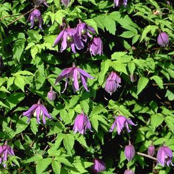 Clematis_alpina_2003_0184.jpg