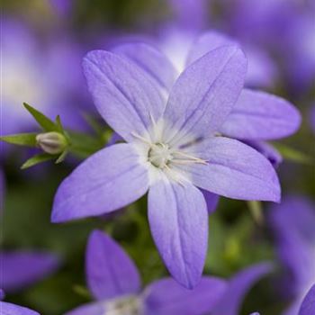 Campanula garganica