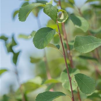 Amelanchier alnifolia 'Obelisk'®