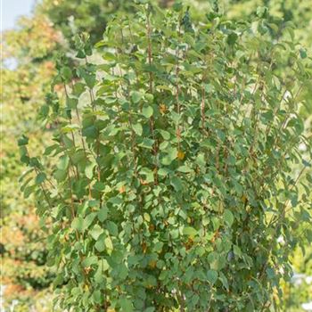 Amelanchier alnifolia 'Obelisk'®