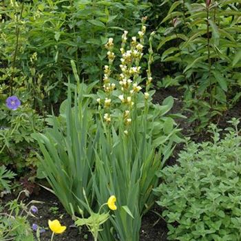 Asphodeline lutea