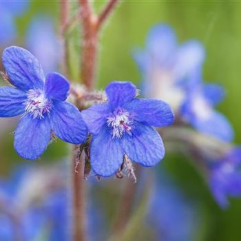 Anchusa azurea