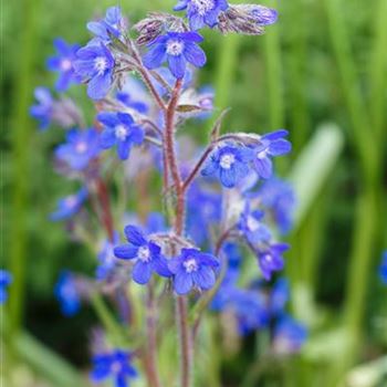 Anchusa azurea