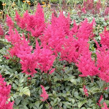 Astilbe japonica 'Montgomery'