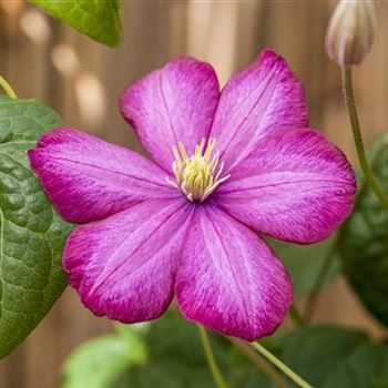 Clematis 'Ville de Lyon'