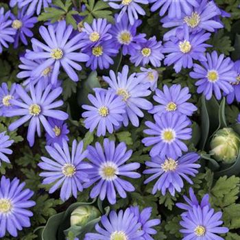 Anemone blanda