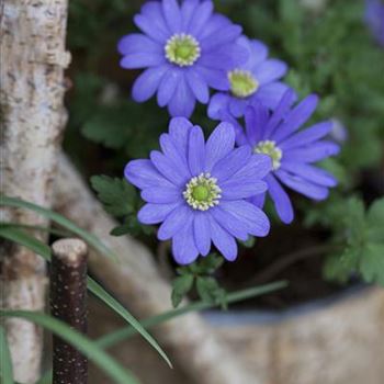 Anemone blanda