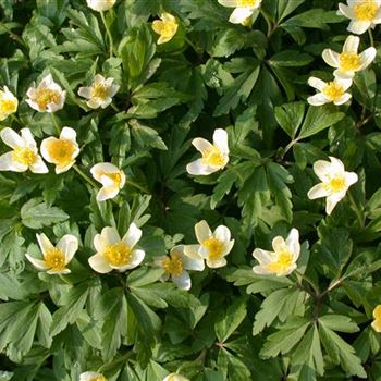 Anemone nemorosa