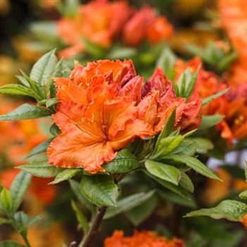 Rhododendron luteum 'Parkfeuer'