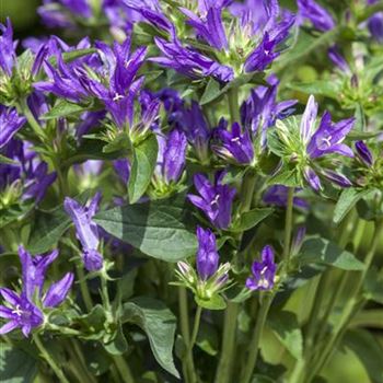 Campanula glomerata 'Acaulis'