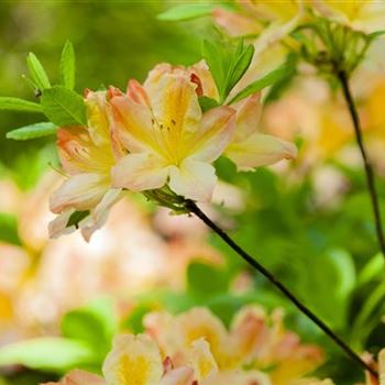 Rhododendron luteum